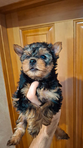 Yorkshirenterrierin pennut, syntyneet 4. marraskuuta 2025. (10 valokuva sivusta 10)