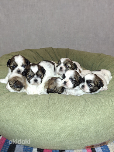 Shih Tzu -pennut syntyivät 28. tammikuuta 2026