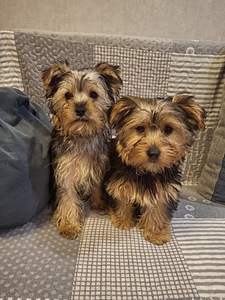 Yorkshirenterrierin pennut. 03.03.2026 (2 valokuva sivusta 10)