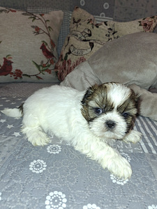 Täydelliset Shih Tzu -pennut 25.03.2026 (8 valokuva sivusta 10)