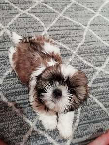 Täydelliset Shih Tzu -pennut 06.04.2026 (1 valokuva sivusta 10)