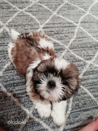 Täydelliset Shih Tzu -pennut 06.04.2026