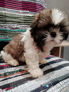 Täydelliset Shih Tzu -pennut 06.04.2026 (2 valokuva sivusta 10)