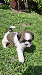 Täydelliset Shih Tzu -pennut 13.06.2026 (2 valokuva sivusta 10)