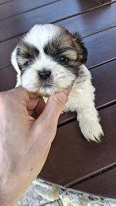 Täydelliset Shih Tzu -pennut 13.06.2026 (3 valokuva sivusta 10)