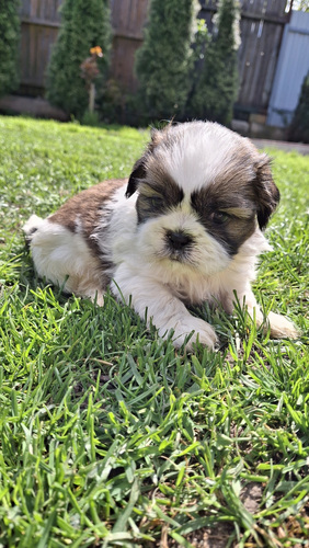 Täydelliset Shih Tzu -pennut 13.06.2026