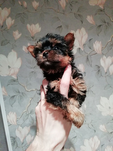 Jorkšyro Terjero šuniukai gimė 2025 m. rugsėjo 21 d. (4 nuotrauka iš 10)