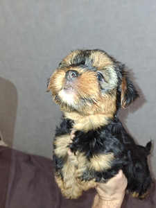 Jorkšyro terjerų veislės kalytė gimė 21 rugsėjo 2025 (6 nuotrauka iš 10)