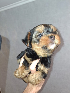 Jorkšyro terjerų veislės kalytė gimė 21 rugsėjo 2025 (8 nuotrauka iš 10)