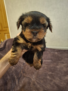 Jorkšyro terjerų veislės kalytė gimė 21 rugsėjo 2025 (10 nuotrauka iš 10)