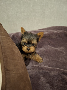 Mikro dydžio Jorkšyro Terjeras babyface gimė 21 rugsėjo 2025 (7 nuotrauka iš 10)