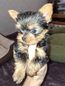 Mikro dydžio Jorkšyro Terjeras babyface gimė 21 rugsėjo 2025 (8 nuotrauka iš 10)