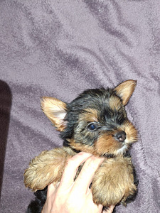 Jorkšyro terjerų kalytė gimė rugsėjo 21 d. 2025 (5 nuotrauka iš 10)