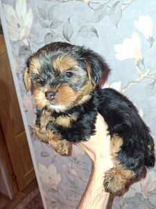 Jorkšyro terjerų kalytė gimė rugsėjo 21 d. 2025 (8 nuotrauka iš 10)