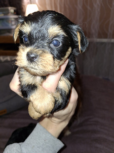 Щенки йоркширского терьера родились 4 ноября 2025 года. (2 фото из 10)