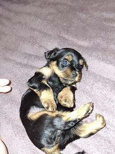 Щенки йоркширского терьера родились 4 ноября 2025 года. (5 фото из 10)