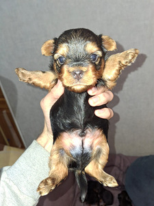 Щенки йоркширского терьера родились 4 ноября 2025 года. (10 фото из 10)