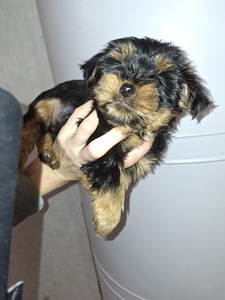 Щенки йоркширского терьера родились 4 ноября 2025 года. (8 фото из 10)