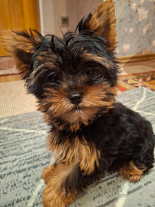 Jorkšyro Terjerų šuniukai gimė 2025 metų lapkričio 4 dieną. (7 nuotrauka iš 10)