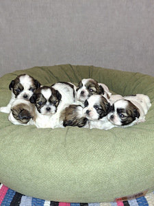 Shih Tzu šuniukai gimė sausio 28 dieną. 2026 (1 nuotrauka iš 10)