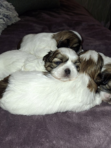 Shih Tzu šuniukai gimė sausio 28 dieną. 2026 (8 nuotrauka iš 10)