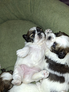 Shih Tzu šuniukai gimė sausio 28 dieną. 2026 (9 nuotrauka iš 10)