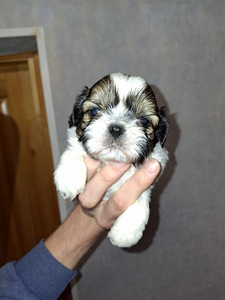 Идеальные породистые щенки ши-тцу. 28.03.2026 (10 фото из 10)