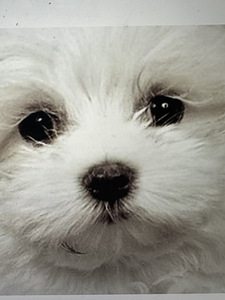 Maltipoo koiranpentu