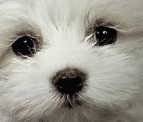 Maltipoo koiranpentu