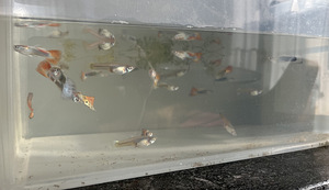 Müüa kaunid gupid (2 foto / 2)
