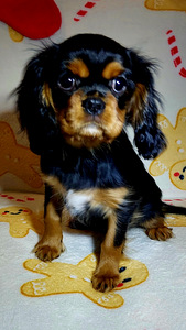 Kavalier King Charles spanjel (4 foto / 9)