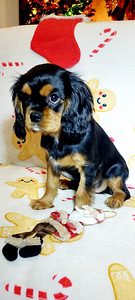 Кавалер Кинг Чарлз спаниель (8 фото из 10)