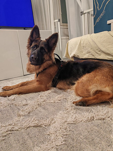 Saksanpaimenkoira (2 valokuva sivusta 5)