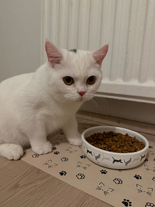 Kissanpennut (1 valokuva sivusta 3)