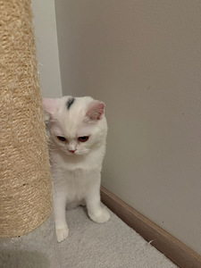 Kissanpennut (2 valokuva sivusta 3)