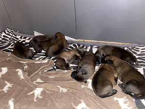 Malinois (2 valokuva sivusta 3)