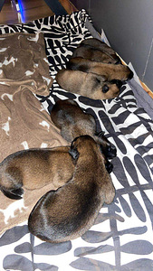 Malinois (3 valokuva sivusta 3)