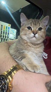 Scottish straight golden chinchilla (3 valokuva sivusta 3)