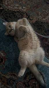 Scottish straight golden chinchilla (5 valokuva sivusta 5)