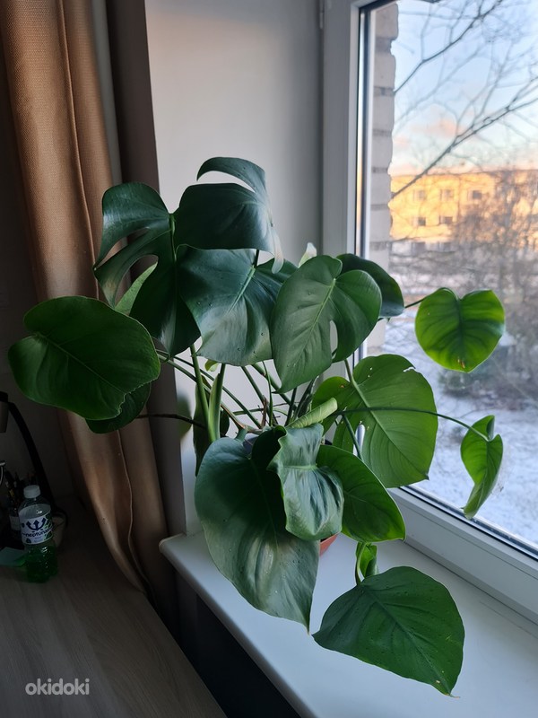 Monstera - Tallinn, Растения – okidoki