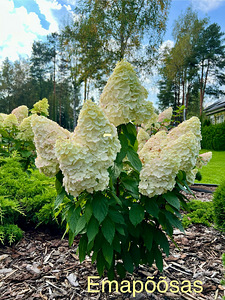 Aedhortensia ‘Magical Mount Blanc’ (1 foto / 5)