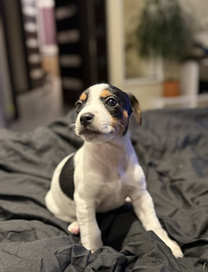 Džeka Rasela terjers (2 foto no 6)