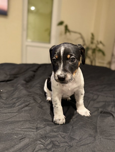 Džeka Rasela terjers (3 foto no 6)