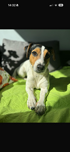 Džeka Rasela terjers (5 foto no 6)