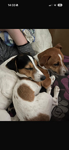 Džeka Rasela terjers (6 foto no 6)