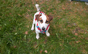 Myydään naaraspuolinen jackrussellinterrieri. (1 valokuva sivusta 3)