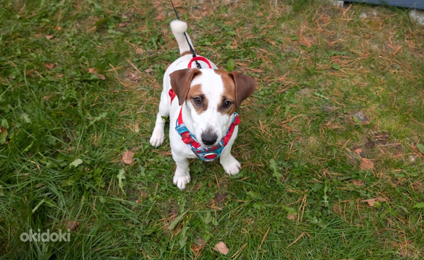 Myydään naaraspuolinen jackrussellinterrieri.