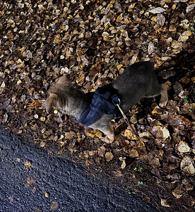 Saksanpaimenkoira mix 💚 (1 valokuva sivusta 1)