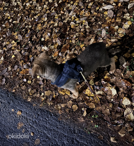 Saksanpaimenkoira mix 💚