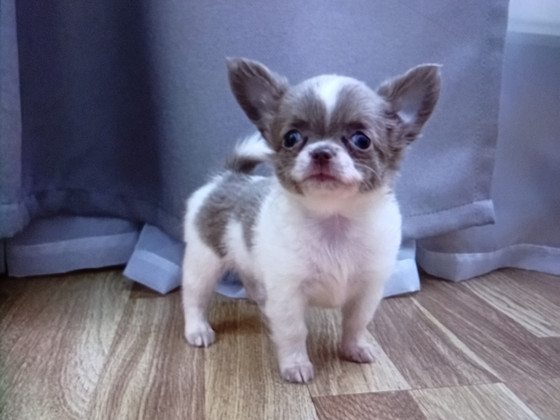 Chihuahua